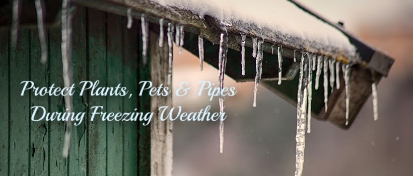 Protect Plants, Pets & Pipes